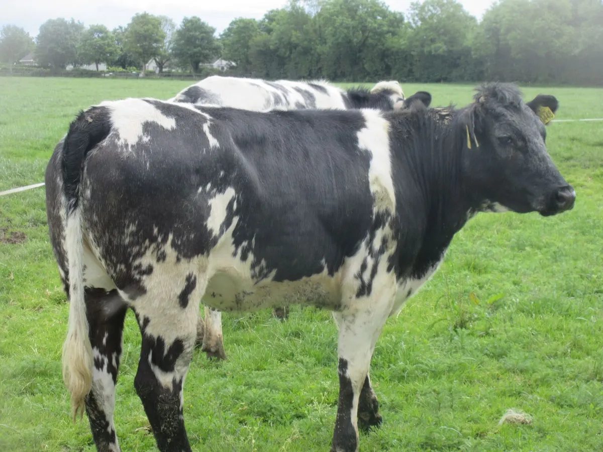 2 belgian blue heifers suitable for breeding 400k - Image 4