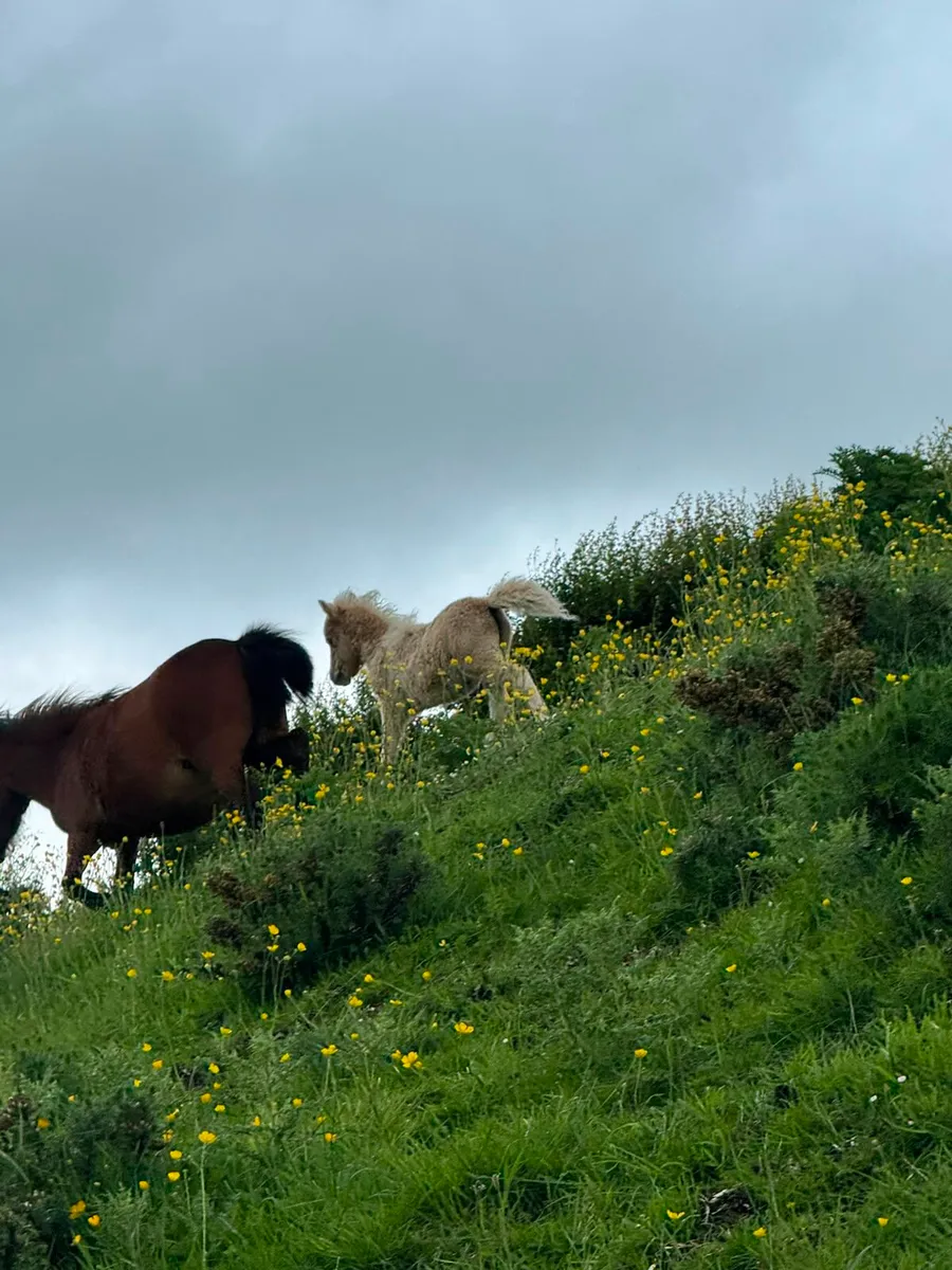 Mare and foal - Image 2