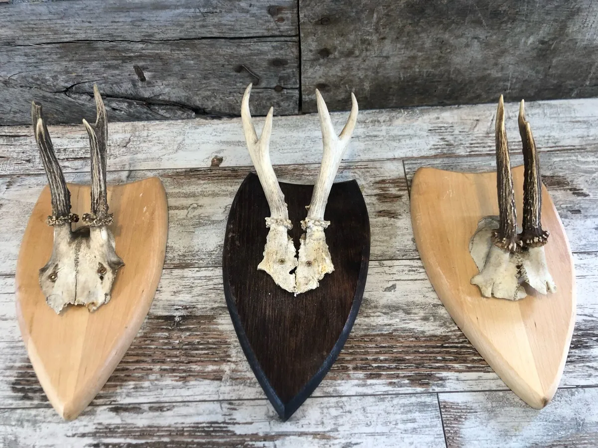 Vintage skull - Image 1