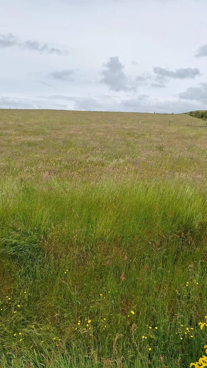 Silage meadow for sale - Image 1