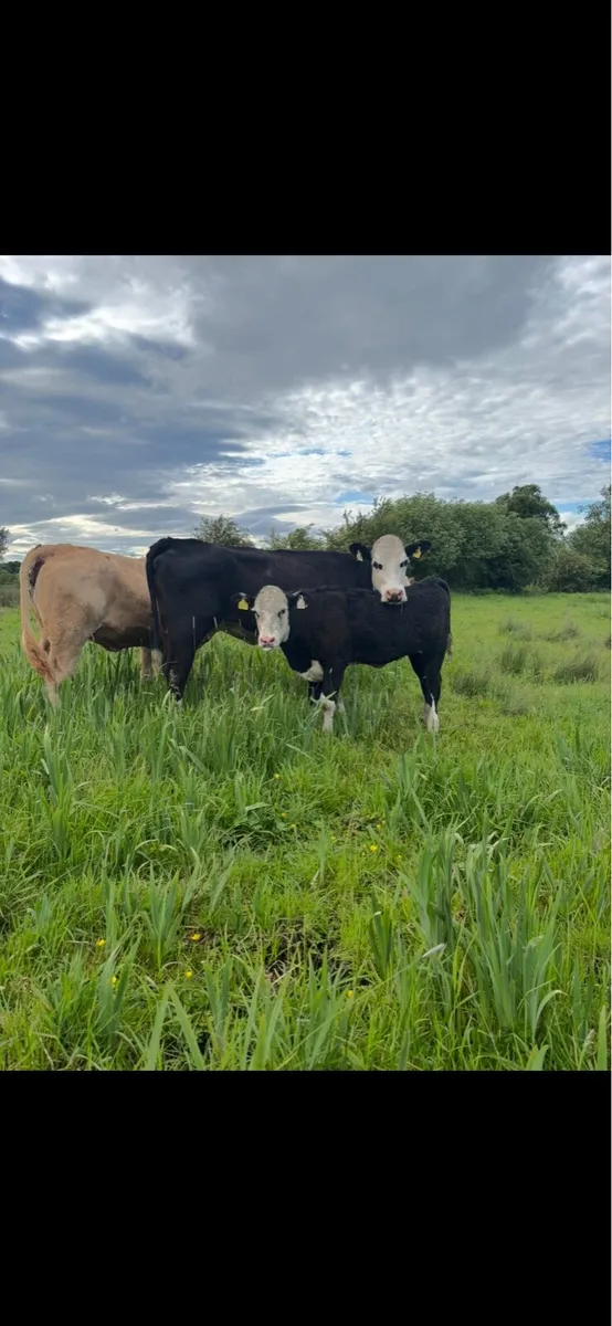 ⭐️Hereford first calver and heifer calve⭐️ - Image 2
