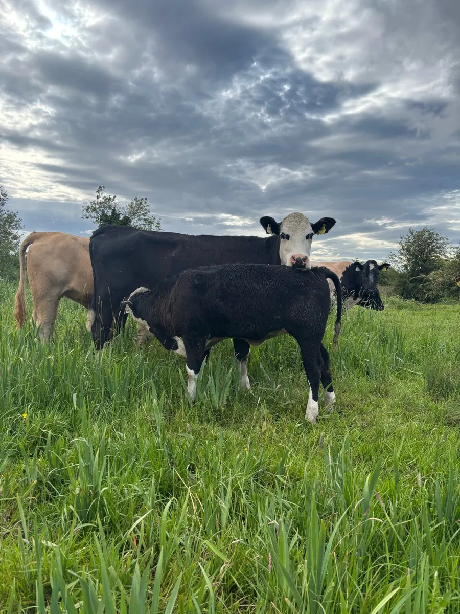 ⭐️Hereford first calver and heifer calve⭐️ - Image 3