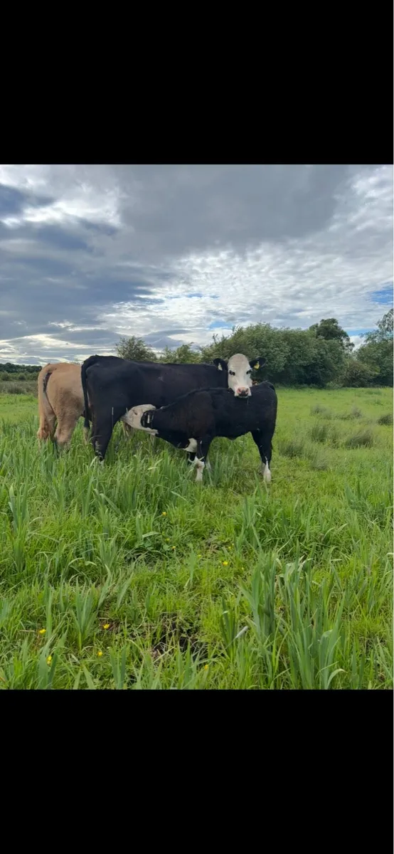 ⭐️Hereford first calver and heifer calve⭐️ - Image 4