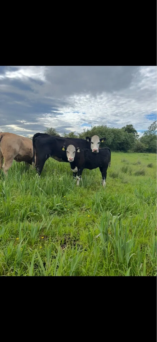 ⭐️Hereford first calver and heifer calve⭐️ - Image 1