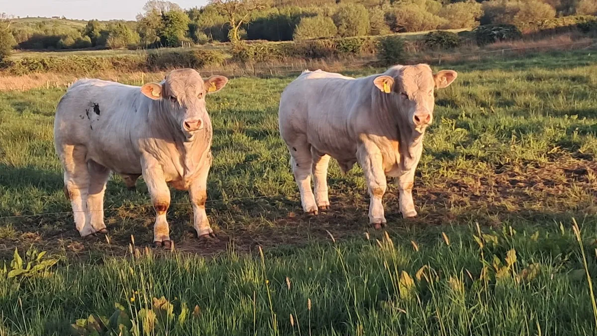 Charolais bull - Image 1