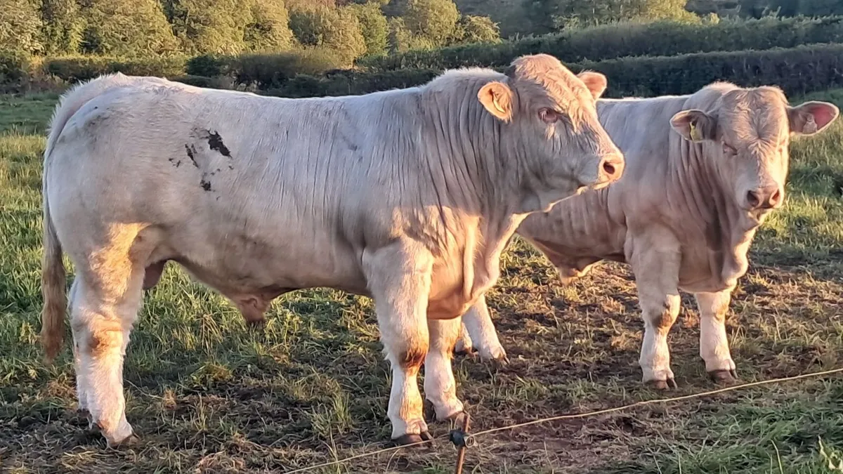 Charolais bull - Image 2