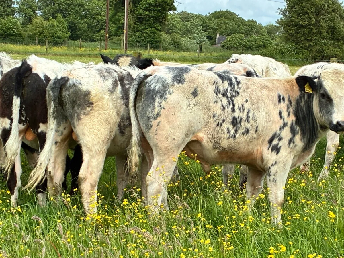 10 lovely Belgium blue bullocks for sale - Image 4