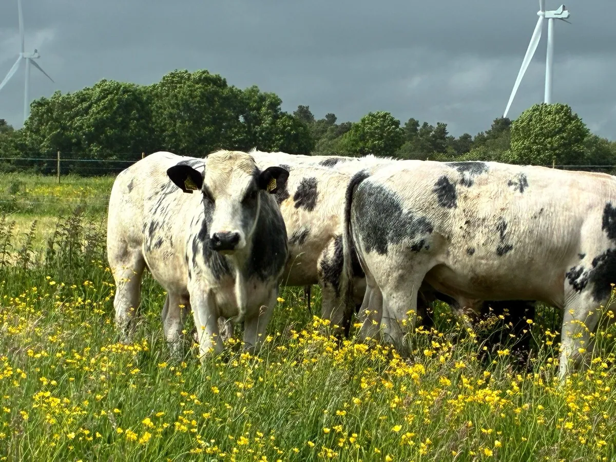 10 lovely Belgium blue bullocks for sale - Image 1