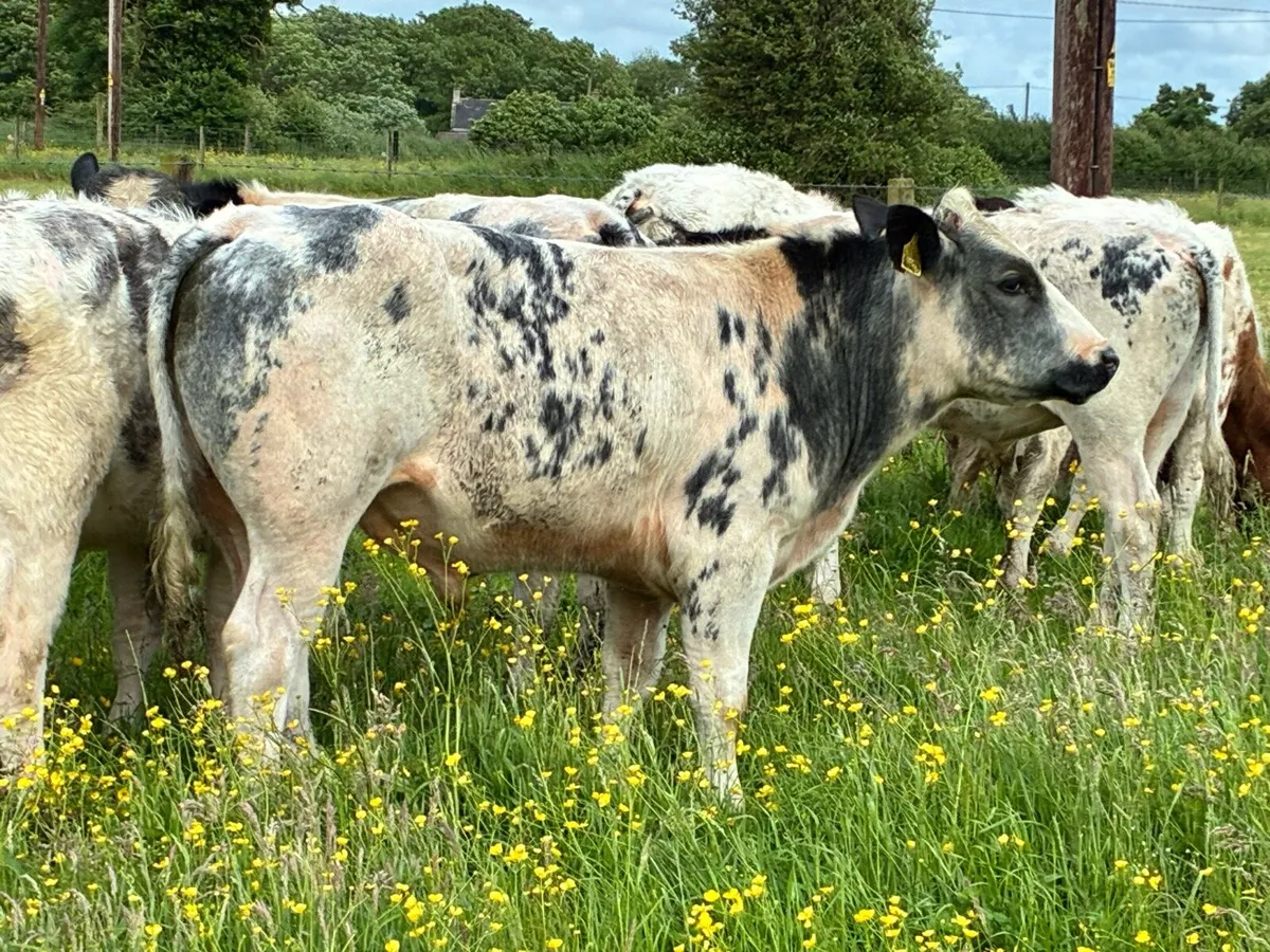 10 lovely Belgium blue bullocks for sale - Image 2