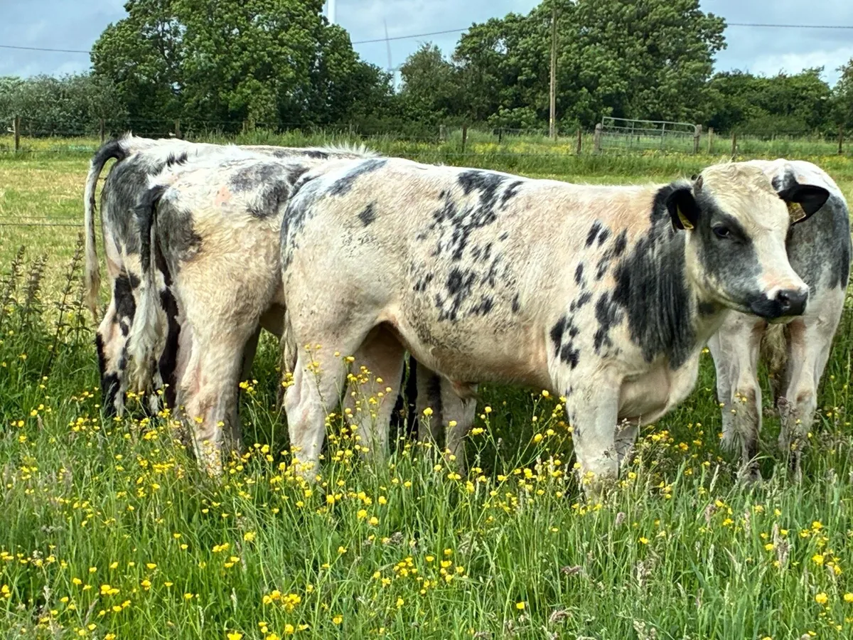 10 lovely Belgium blue bullocks for sale - Image 3