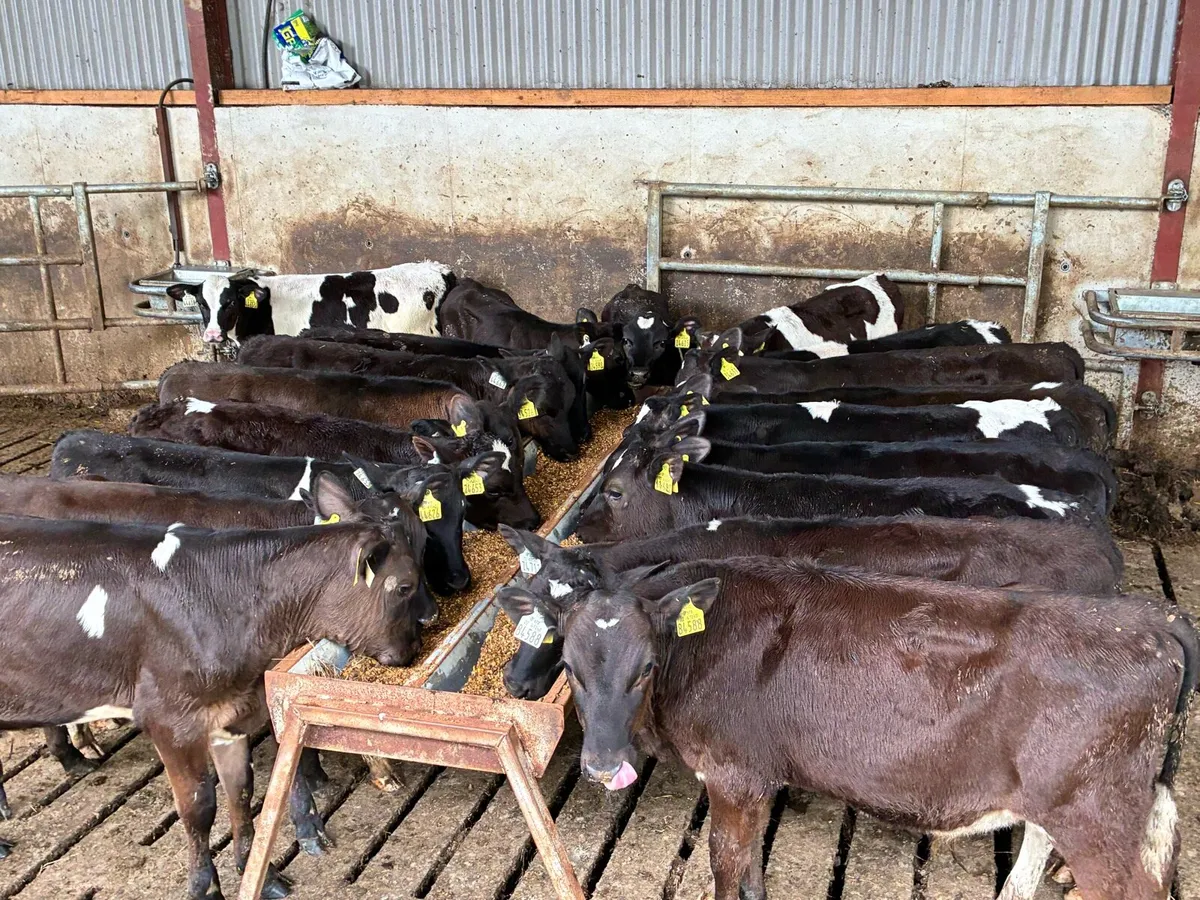 20 February born Frisian bulls for sale - Image 1