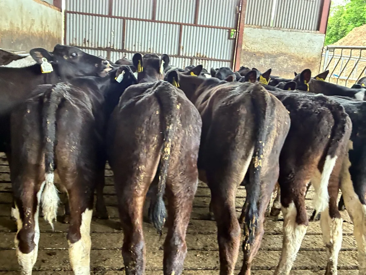 20 February born Frisian bulls for sale - Image 2