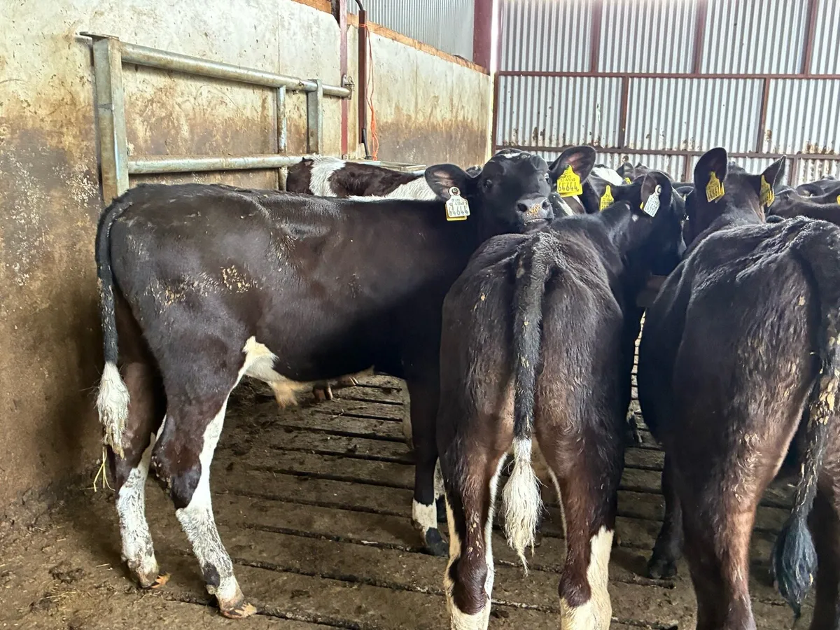 20 February born Frisian bulls for sale - Image 3
