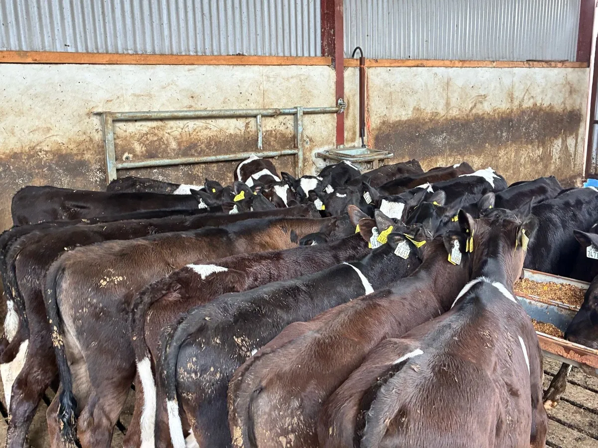 20 February born Frisian bulls for sale - Image 4