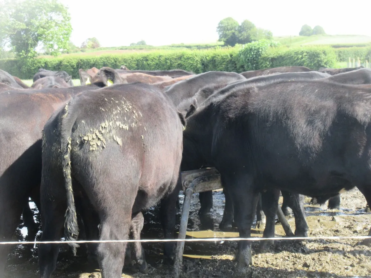 30 aberdeen angus bullocks - Image 1