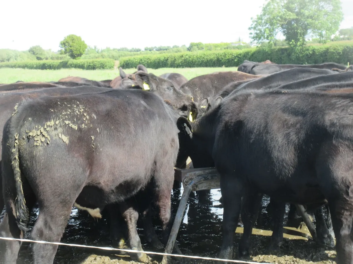 30 aberdeen angus bullocks - Image 2