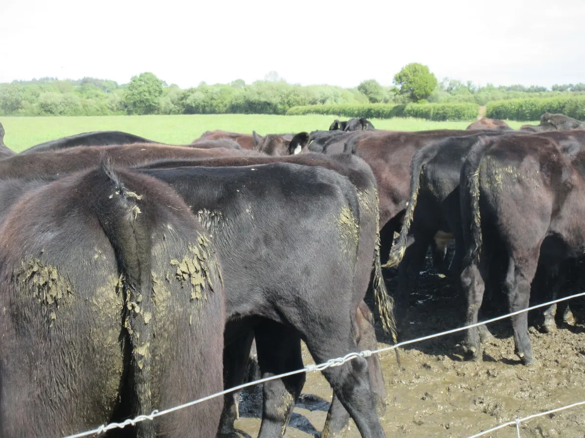 30 aberdeen angus bullocks - Image 4