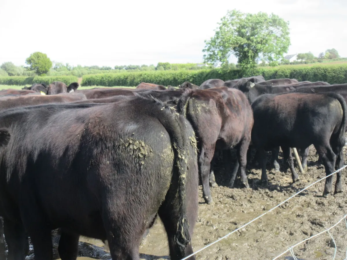 30 aberdeen angus bullocks - Image 3