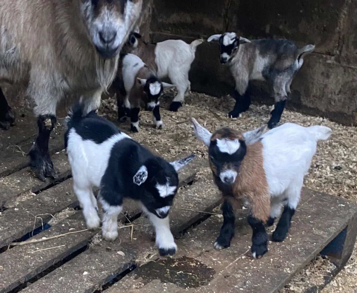 Pygmy Goat Kids - Image 1