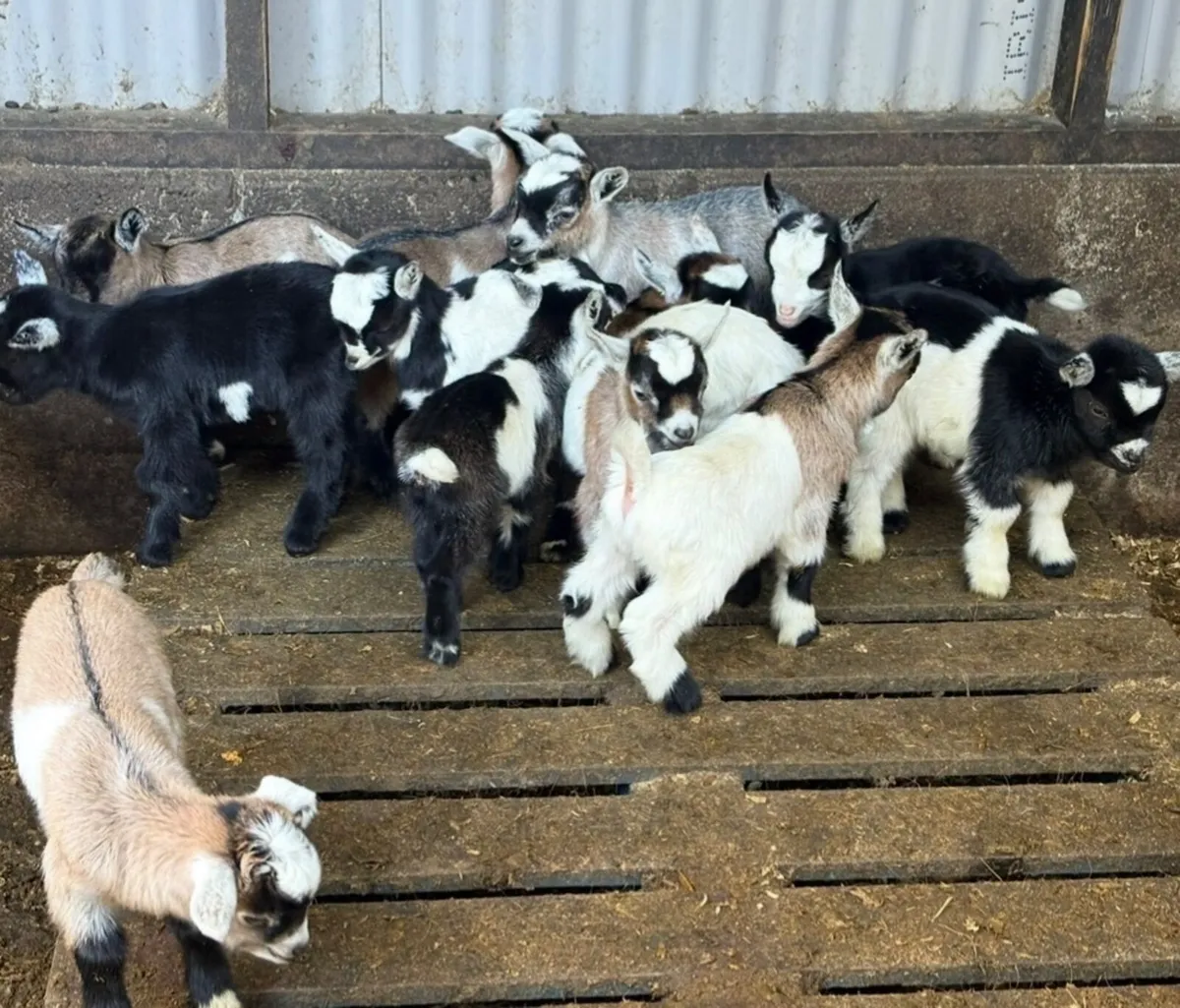 Pygmy Goat Kids - Image 2