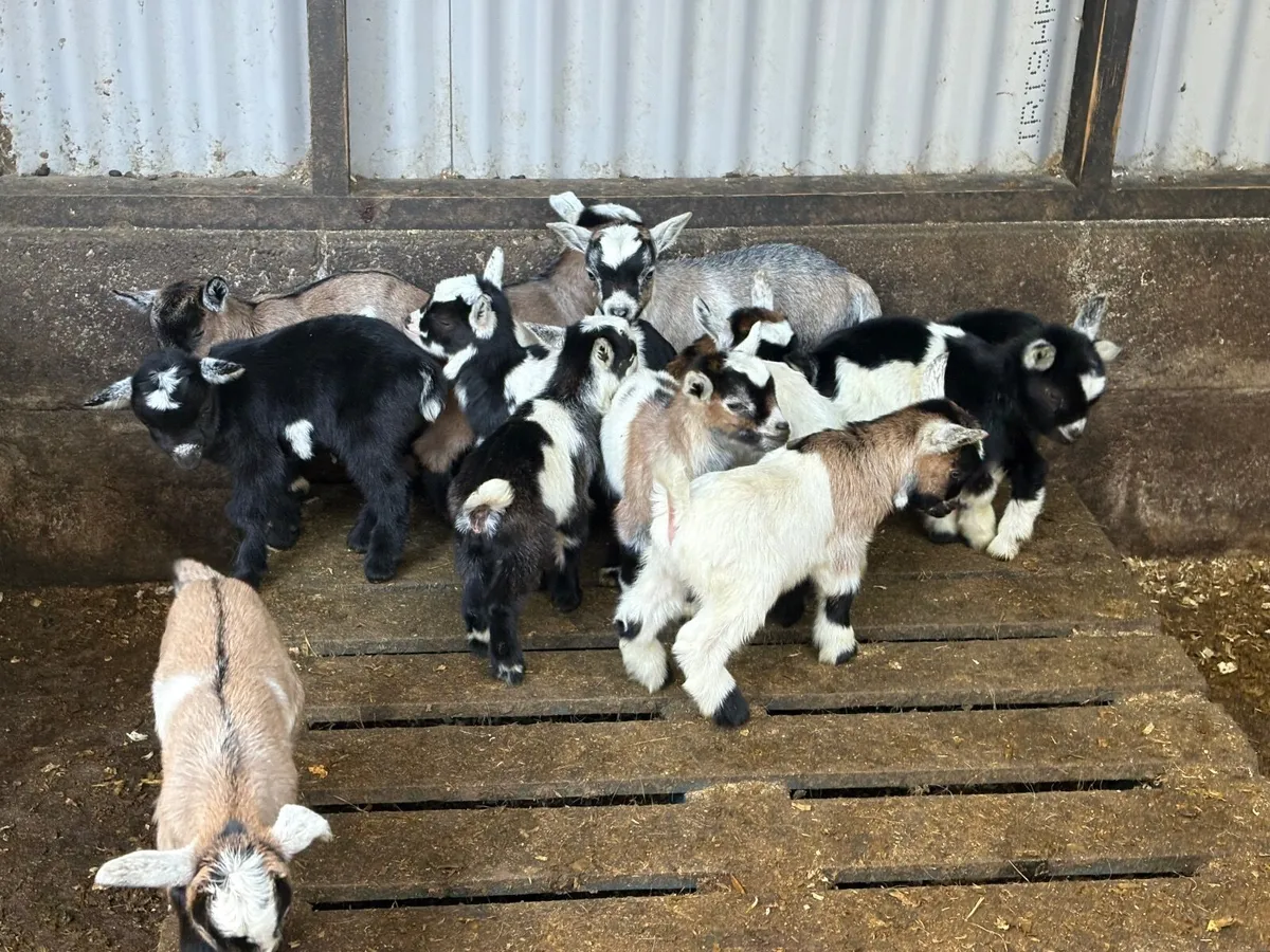 Pygmy Goat Kids - Image 3