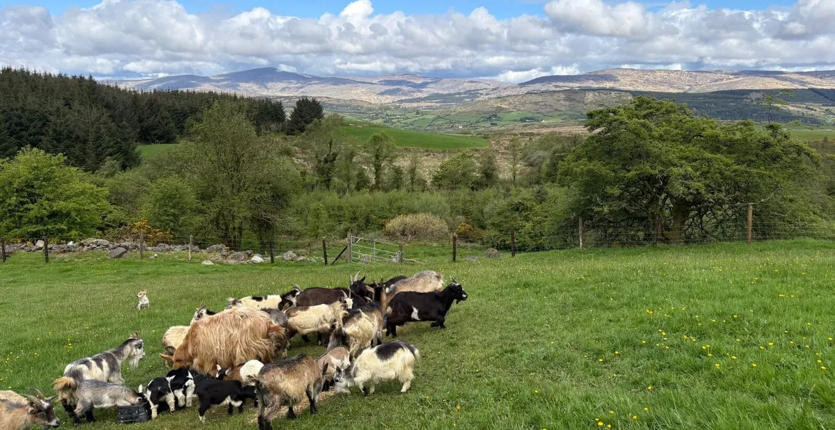 Pygmy Goat Kids - Image 4