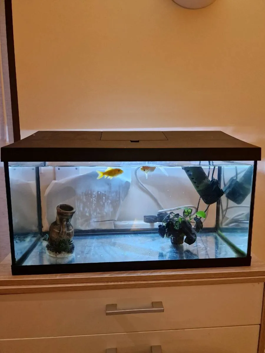 Fish tank with Gold fish - Image 1