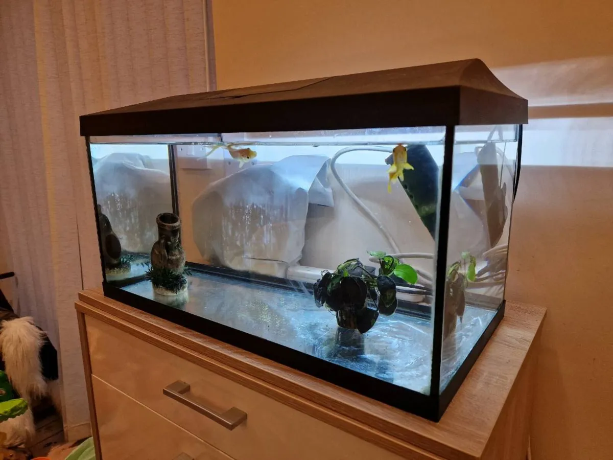 Fish tank with Gold fish - Image 2