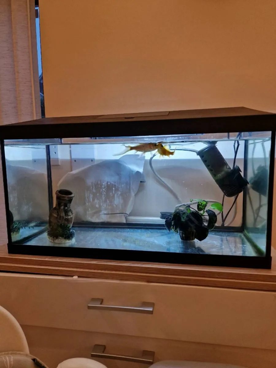 Fish tank with Gold fish - Image 3