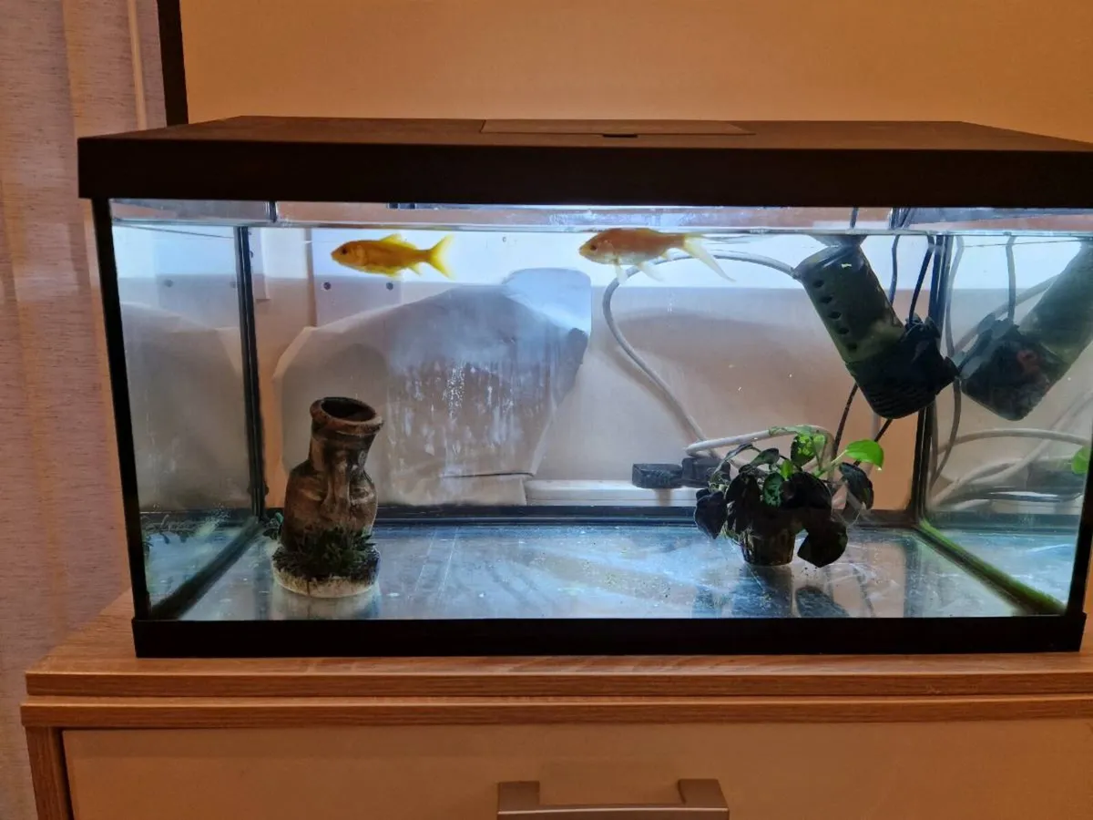 Fish tank with Gold fish - Image 4