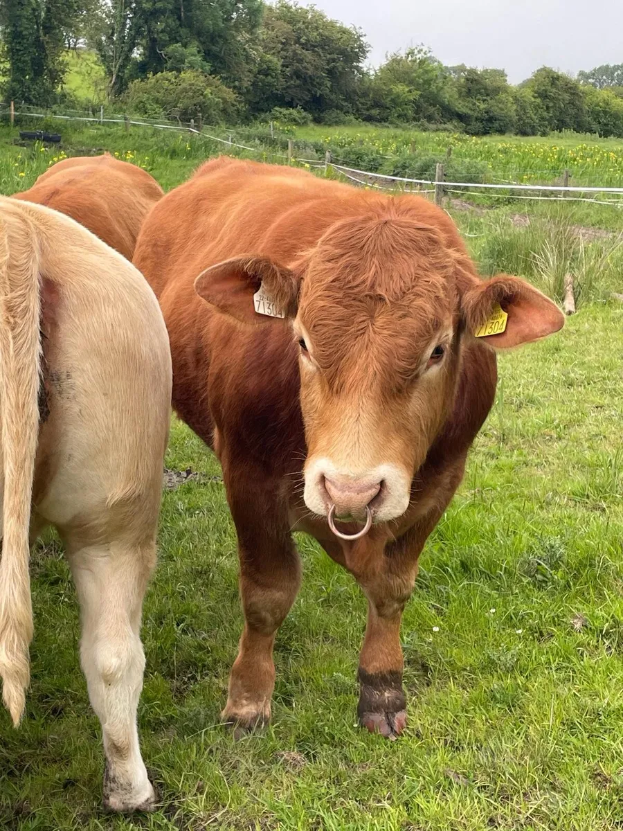 Pedigree Bull - Image 1