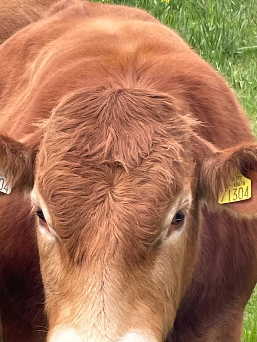 Pedigree Bull - Image 2