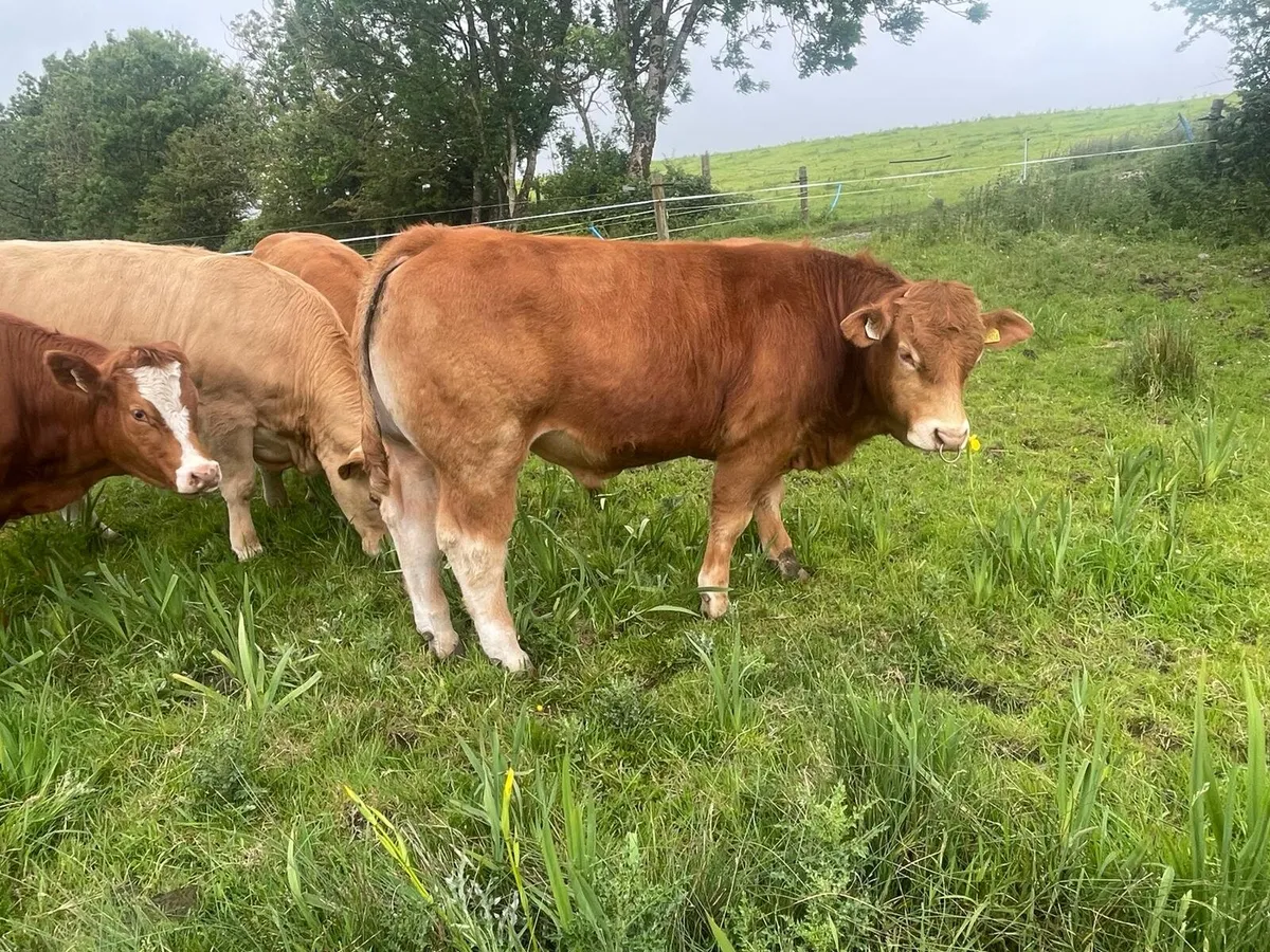 Pedigree Bull - Image 3