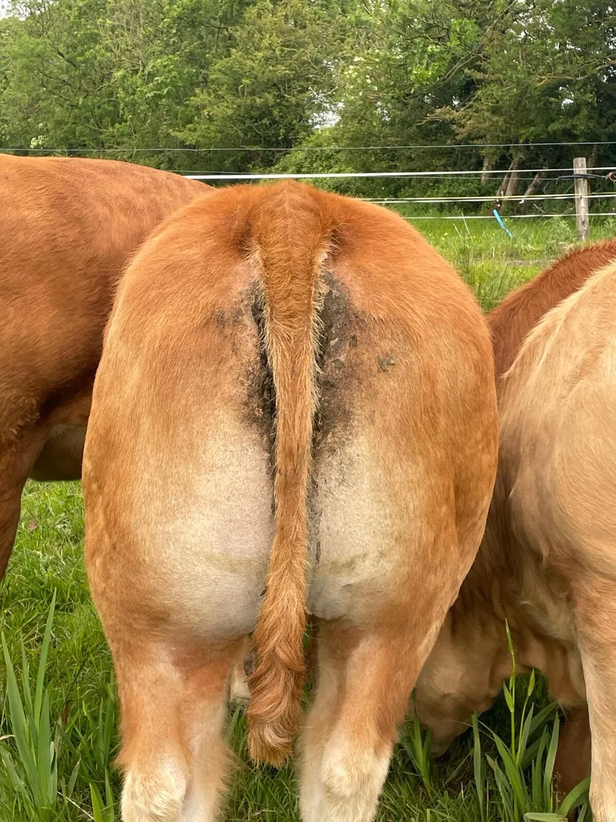 Pedigree Bull - Image 4