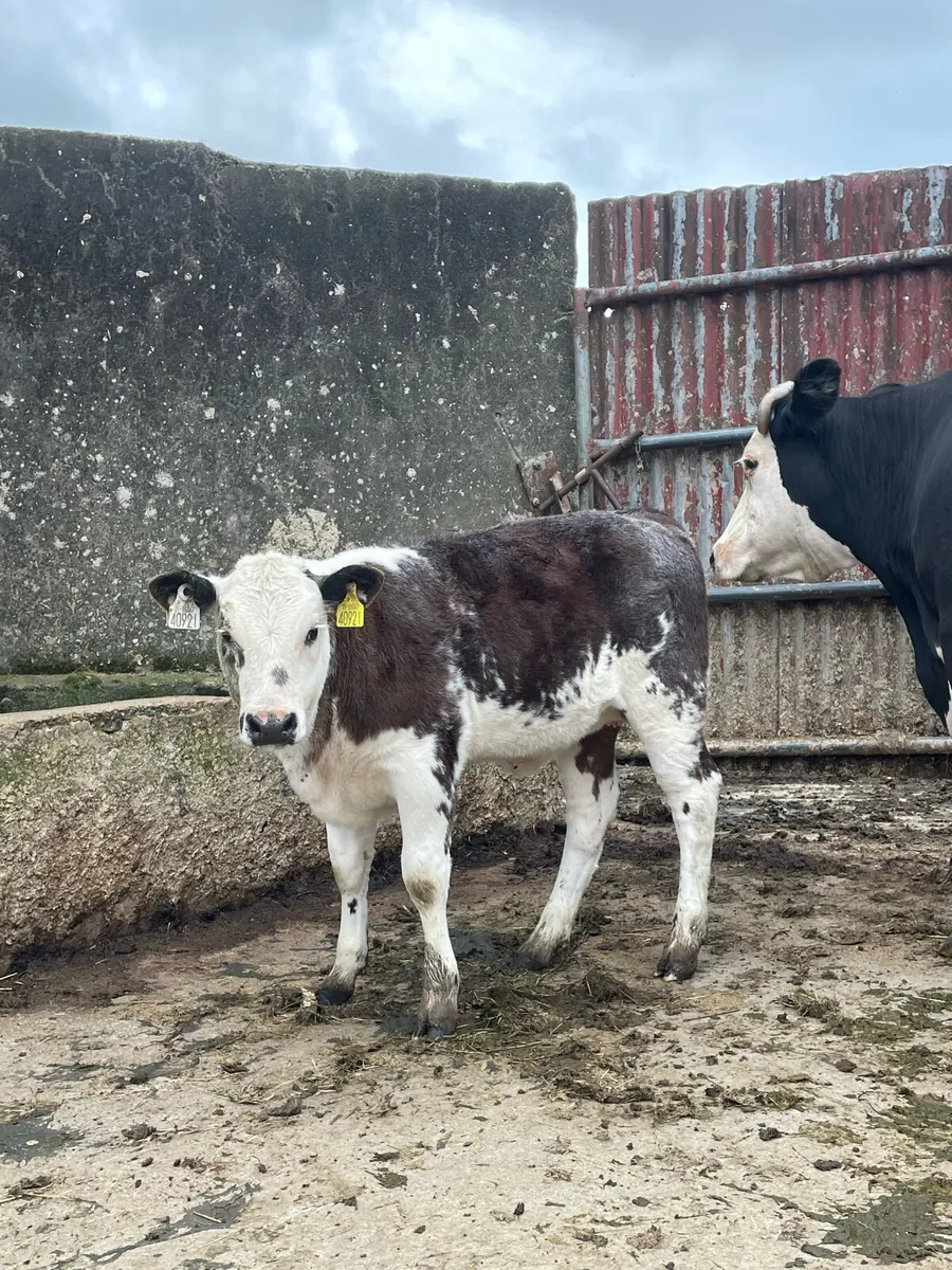 ⭐️Blue roan heifer calf ⭐️ - Image 1