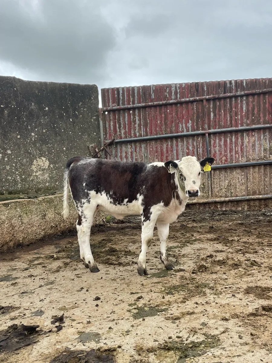 ⭐️Blue roan heifer calf ⭐️ - Image 2