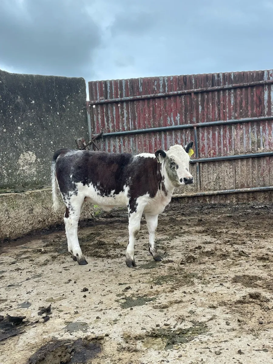 ⭐️Blue roan heifer calf ⭐️ - Image 3