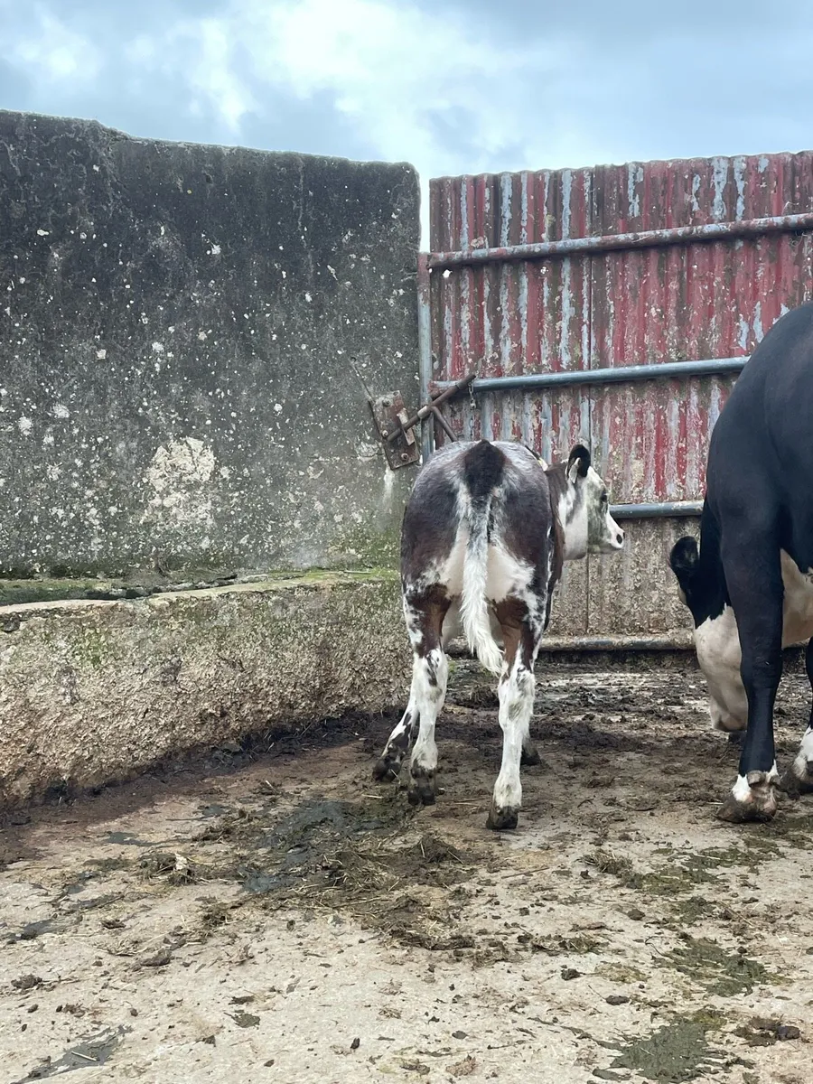 ⭐️Blue roan heifer calf ⭐️ - Image 4