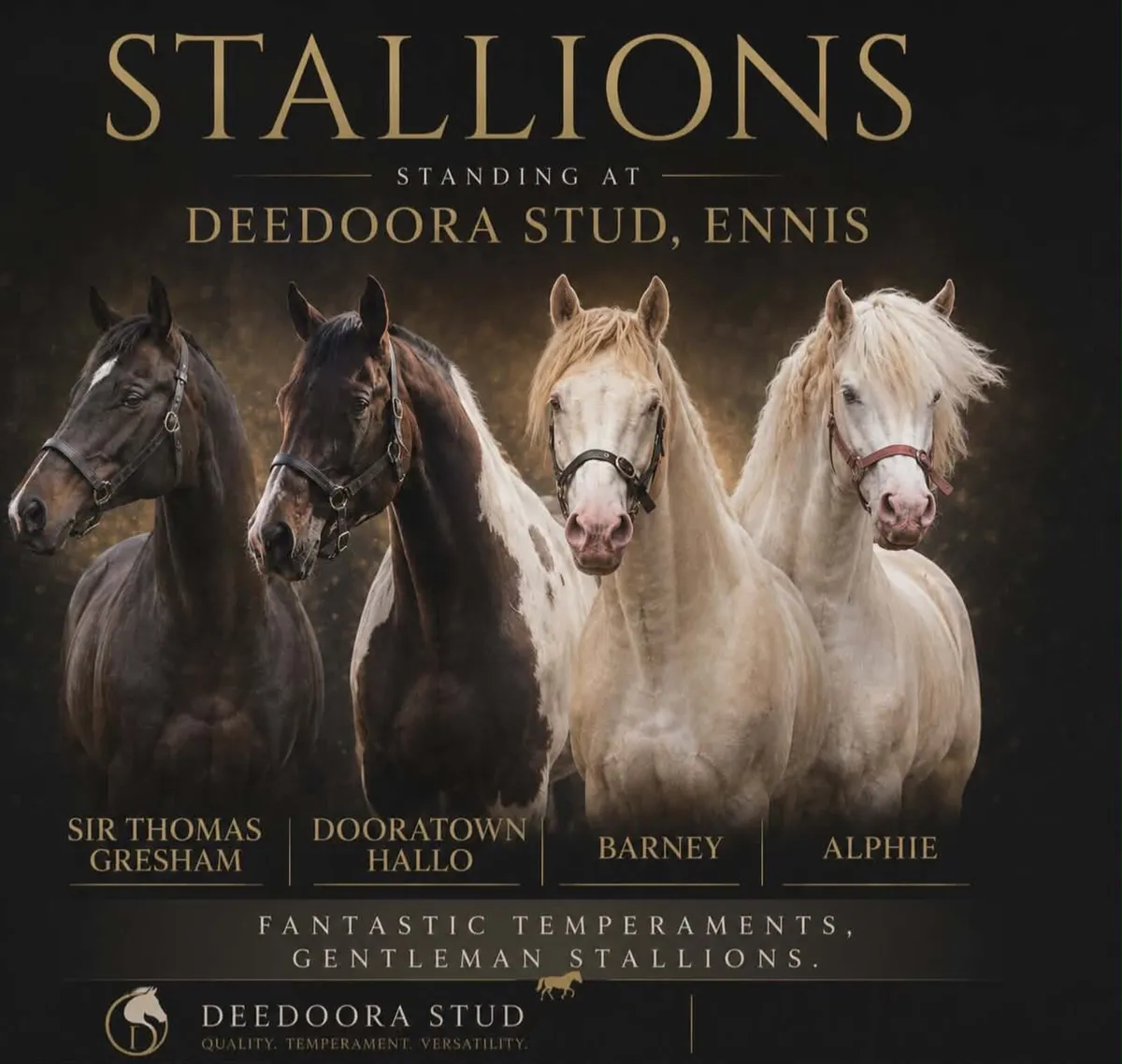 4 STALLIONS AT STUD - Image 1
