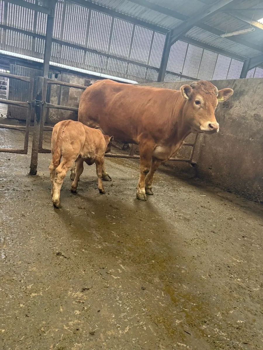 First calved lm heifer with lm bull calf at foot - Image 1