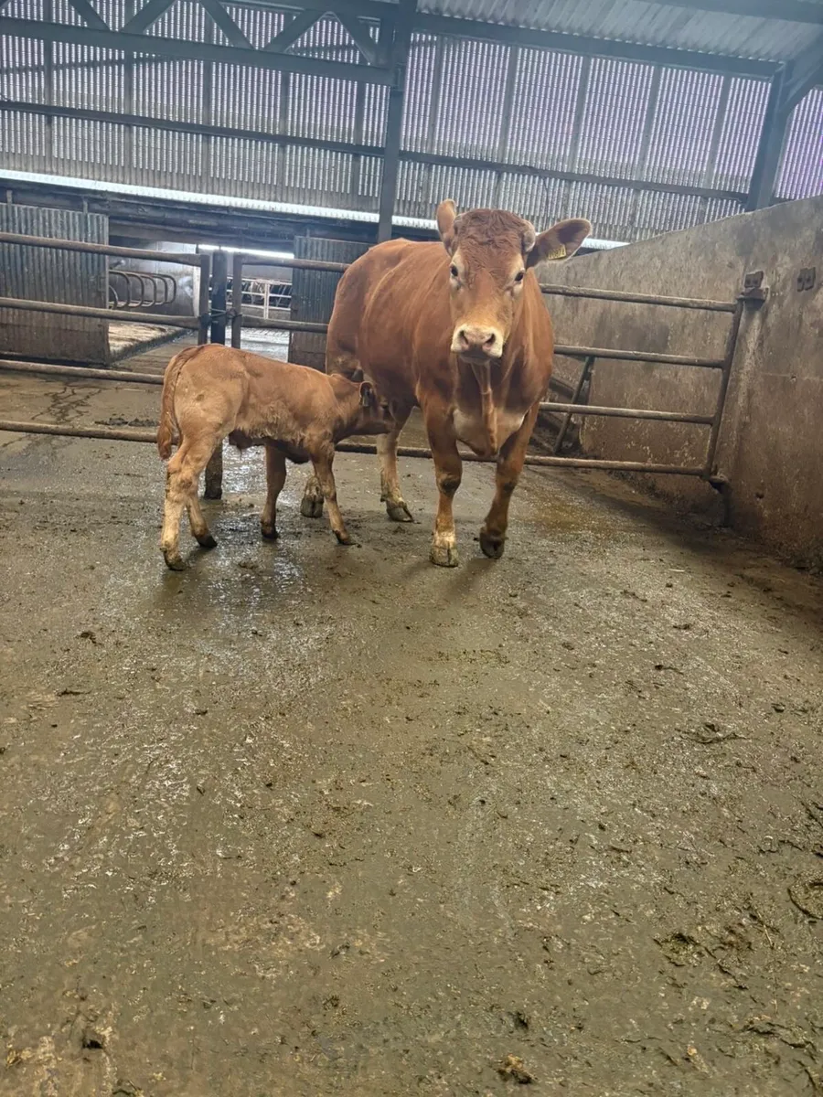 First calved lm heifer with lm bull calf at foot - Image 2