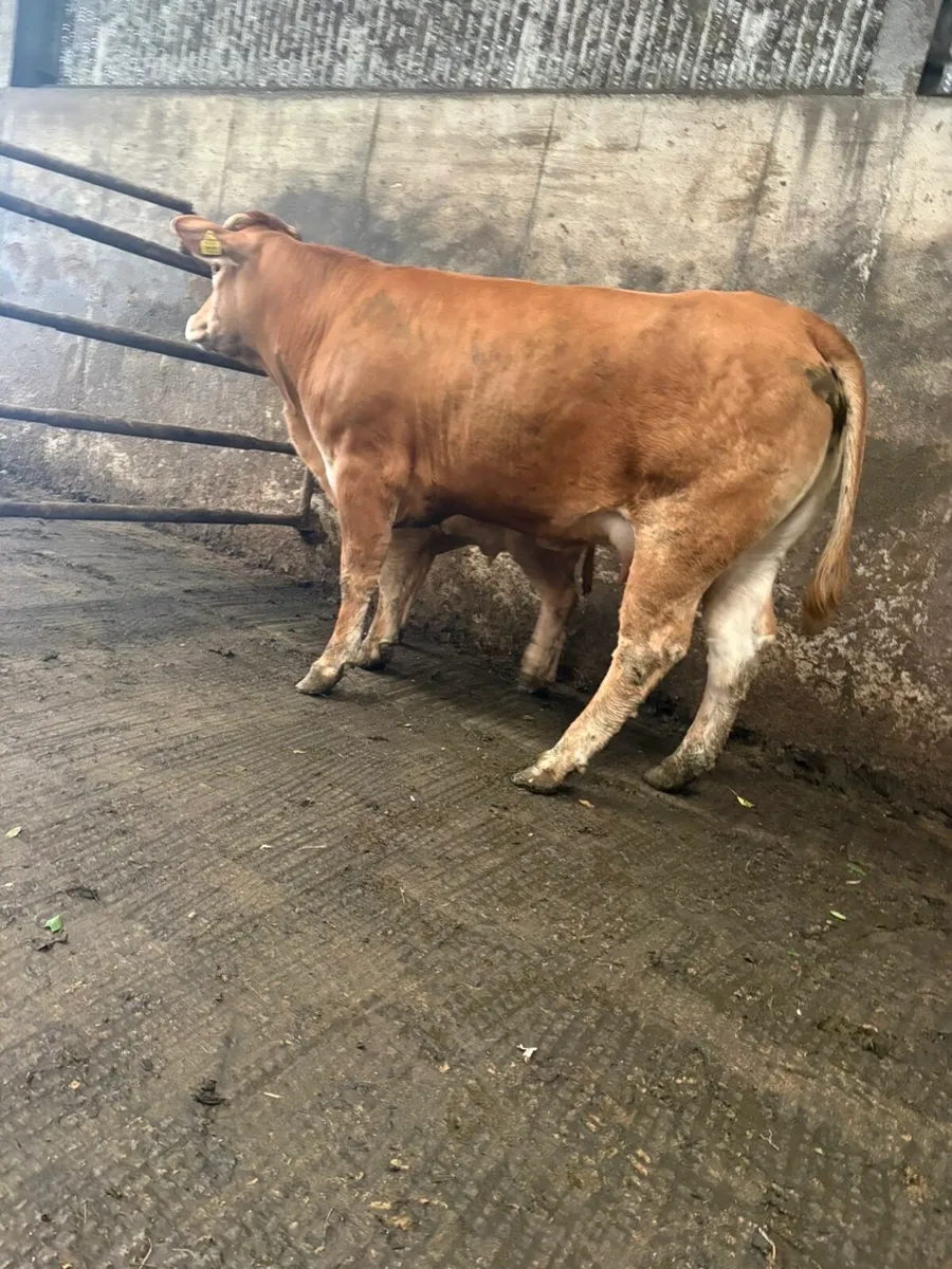 First calved lm heifer with lm bull calf at foot - Image 3