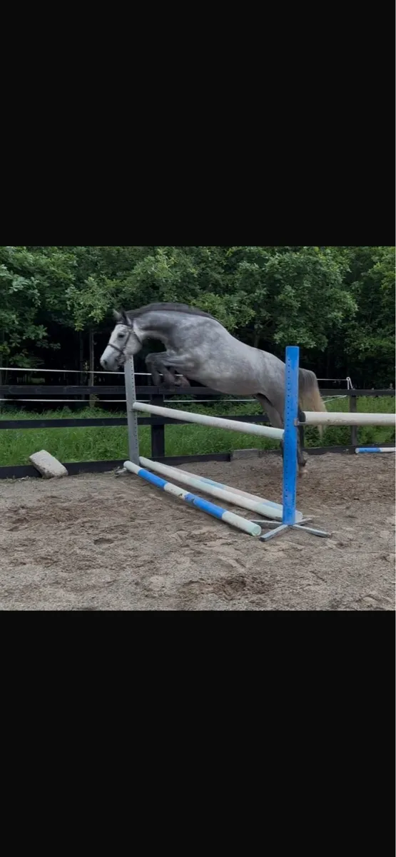 3 year old  Connemara filly - Image 4