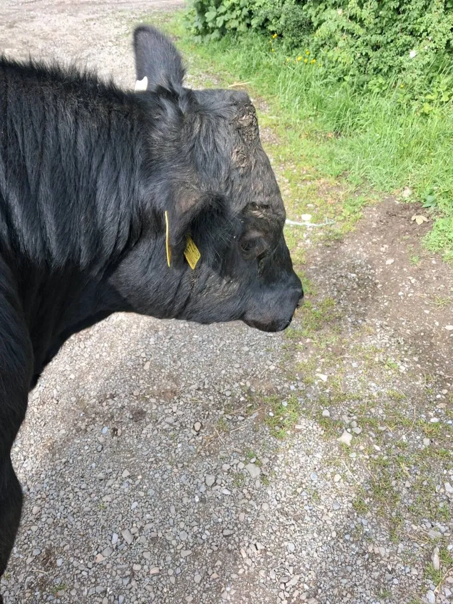 1 Angus Bull - Image 2