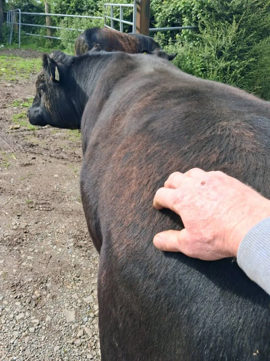 1 Angus Bull - Image 1