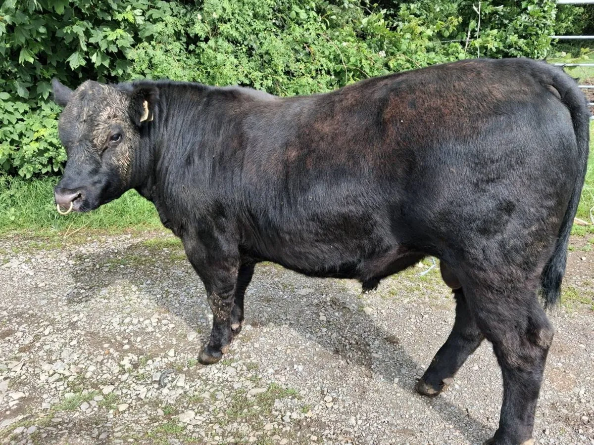 1 Angus Bull - Image 4