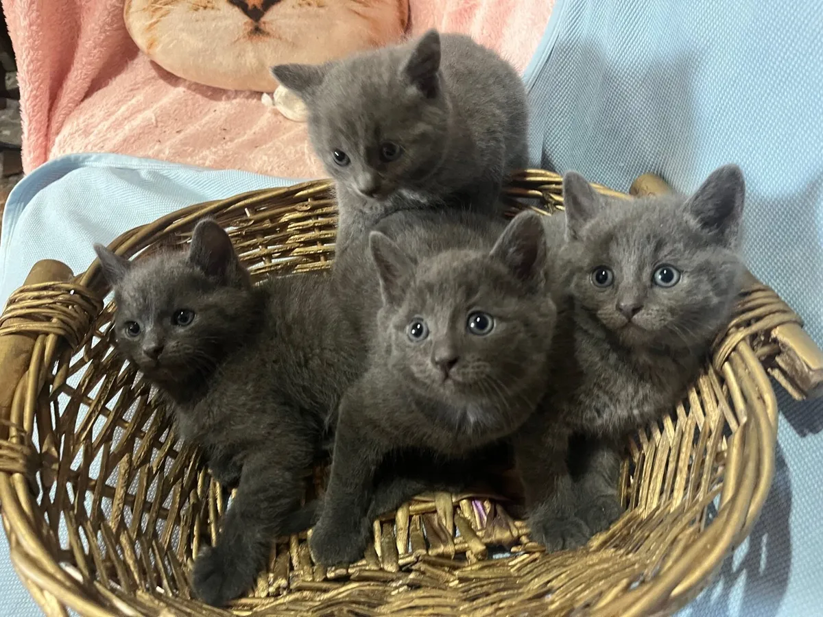 British shorthair x kittens - Image 3