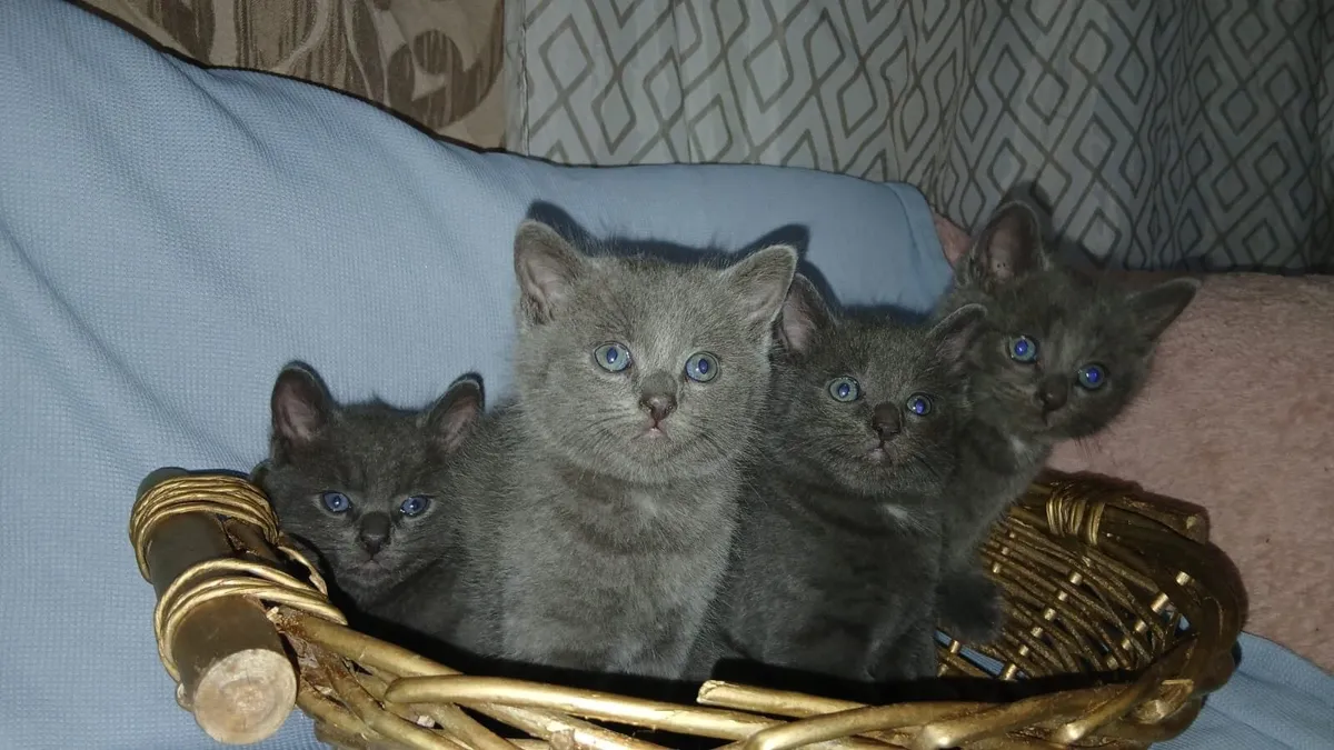 British shorthair x kittens - Image 1