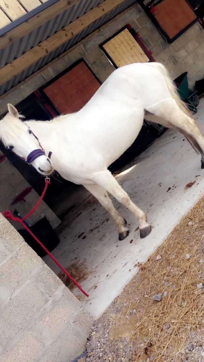 Pony - Image 1