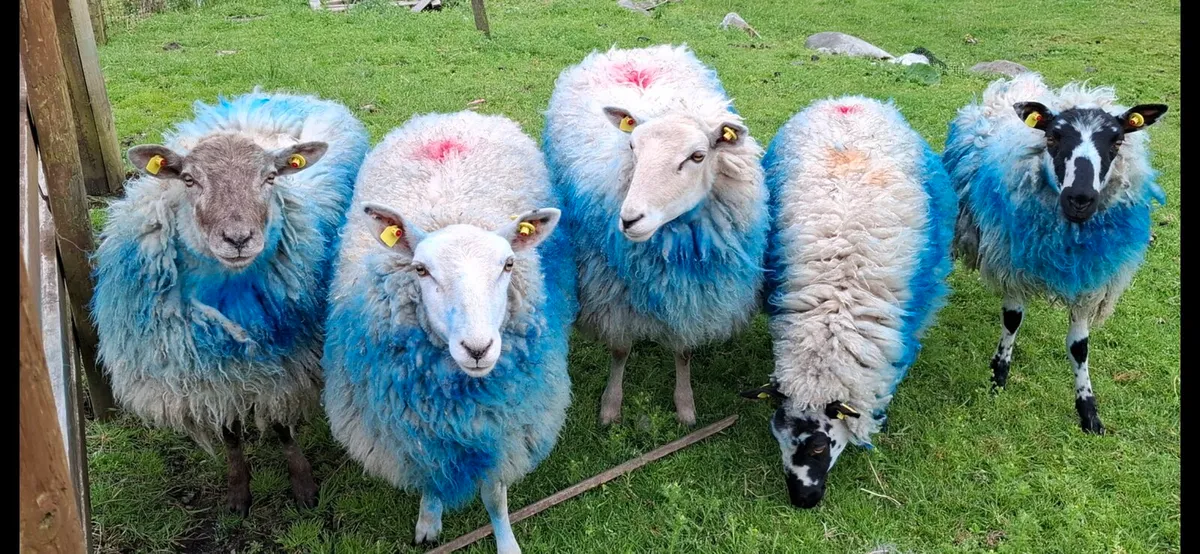 5 XBRED HOGGETS - Image 1